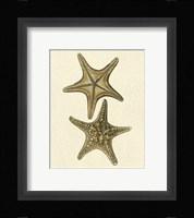 Crackled Antique Shells VIII Fine Art Print