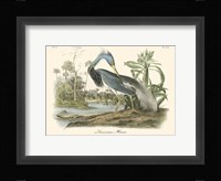 Louisiana Heron Fine Art Print