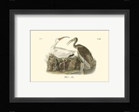 White Ibis Fine Art Print
