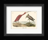 Scarlet Ibis Fine Art Print