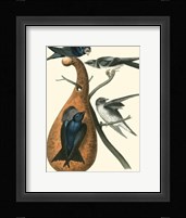 Purple Martin Fine Art Print