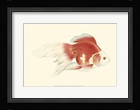 Fringetail Goldfish Fine Art Print