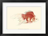 Fringetail Goldfish Fine Art Print