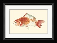 Common Goldfish Fine Art Print