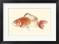 Common Goldfish Fine Art Print