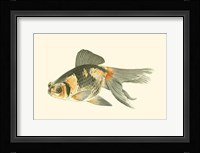 Telescope Goldfish Fine Art Print