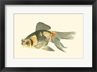 Telescope Goldfish Fine Art Print