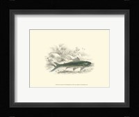 Lizars' Game Fish I Fine Art Print