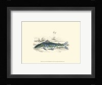 Lizars' Game Fish II Fine Art Print