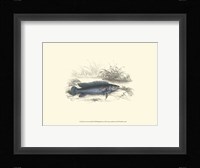 Lizars' Game Fish III Fine Art Print