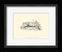 Lizars' Game Fish IV Fine Art Print