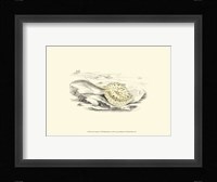 Lizars' Stingray I Fine Art Print