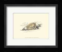 Lizars' Stingray II Fine Art Print