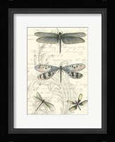 Dragonfly Delight II Fine Art Print