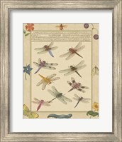 Dragonfly Manuscript III Fine Art Print