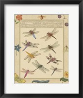 Dragonfly Manuscript III Fine Art Print