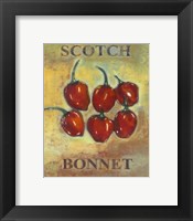 Scotch Bonnet Fine Art Print