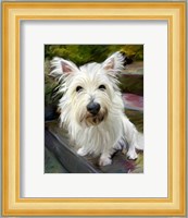 Little Westie Fine Art Print