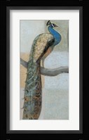 Resting Peacock I Fine Art Print