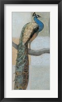Resting Peacock I Fine Art Print