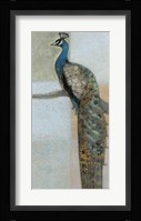 Resting Peacock II Framed Print