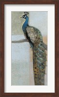 Resting Peacock II Fine Art Print