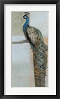 Resting Peacock II Framed Print