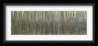 Blue Birch Forest I Framed Print