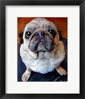 Pug on a Rug Fine Art Print