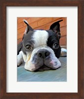 Moxley Boston Terrier Fine Art Print