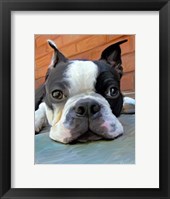 Moxley Boston Terrier Fine Art Print