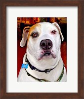 Sonny American Bulldog Fine Art Print