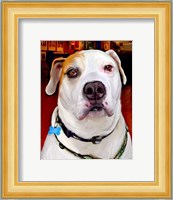 Sonny American Bulldog Fine Art Print