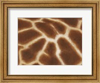 Giraffe I Fine Art Print