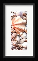 Shell Menagerie I Fine Art Print