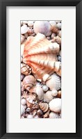 Shell Menagerie I Fine Art Print