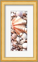 Shell Menagerie I Fine Art Print