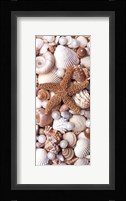 Shell Menagerie II Fine Art Print