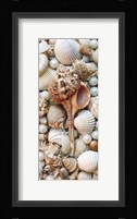 Shell Menagerie III Fine Art Print