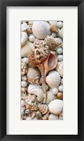 Shell Menagerie III Fine Art Print