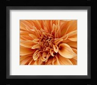 Graphic Dahlia I Fine Art Print