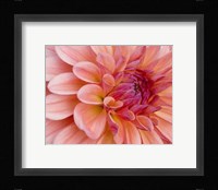 Graphic Dahlia II Fine Art Print