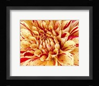 Graphic Dahlia III Fine Art Print