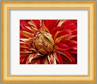 Graphic Dahlia IV Fine Art Print