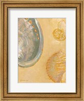 Shoreline Shells V Fine Art Print