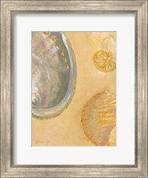 Shoreline Shells V Fine Art Print