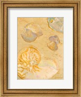 Shoreline Shells VI Fine Art Print