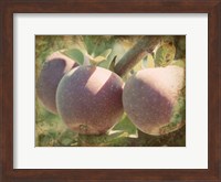 Vintage Apples I Fine Art Print