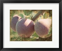Vintage Apples I Fine Art Print