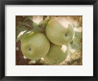 Vintage Apples III Fine Art Print